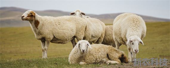 羊圈灯开一夜对羊有好处吗 晚上羊圈开灯对羊好吗？