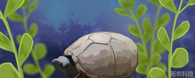 麝香蛋龟能长多大