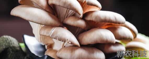 适宜冬季接种的平菇类型 平菇开放式接种有什么措施