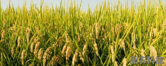 灿稻种植海拔上限 高原种什么农作物