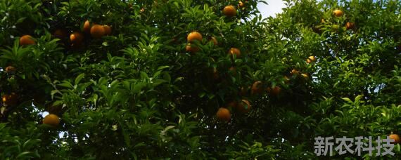 中国柑橘的经济栽培区集中在哪里 柑橘主要种植在哪里