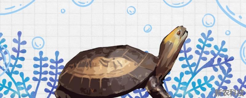 黄额闭壳龟是保护动物吗