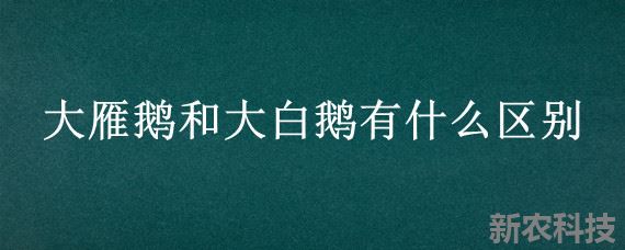 大雁鹅和大白鹅有什么区别