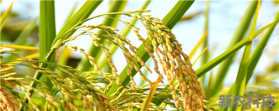 繁殖水稻的第一步是什么