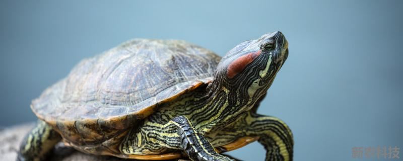 乌龟陆地上可以存活多久