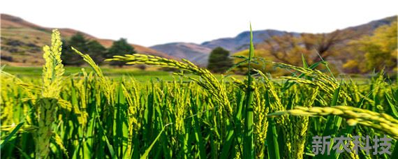 水稻可以在海拔多少米生长