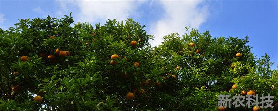 柑橘种植地区是哪个温度带