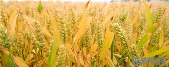 适合河北种植的小麦高产品种 排名第一的小麦品种