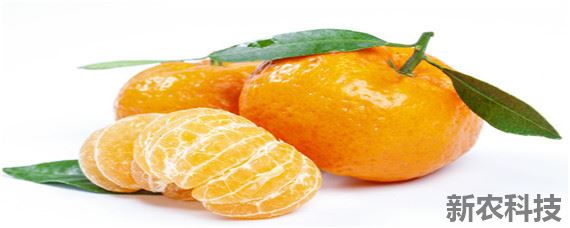 中国柑橘的经济栽培区集中在