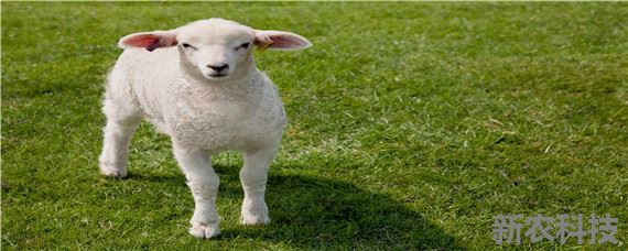 羊下跪是什么原因 羊被杀之前会下跪