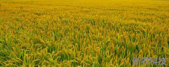 小麦和水稻哪种作物播种范围更广 小麦和水稻种植区别