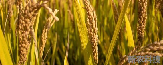 籼稻适宜种植的海拔上限 汕稻适宜的种植海拔最高