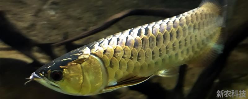 金龙鱼饲养方法