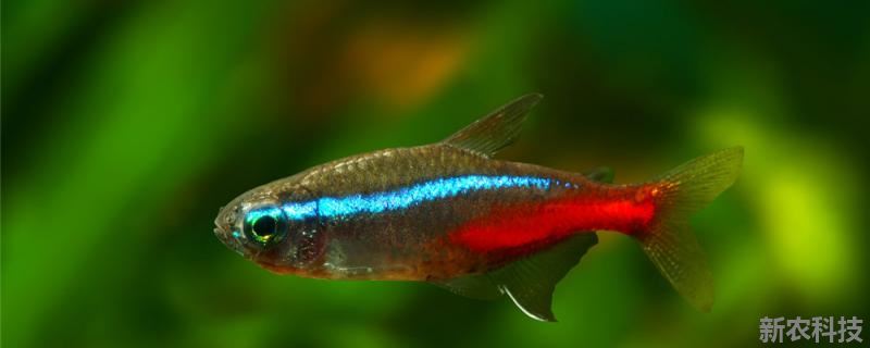 40厘米的鱼缸养多少条红绿灯