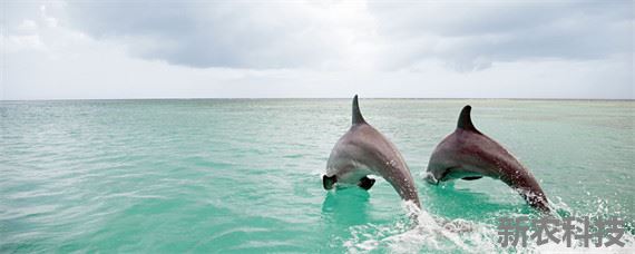 海豚生殖发育的特点是