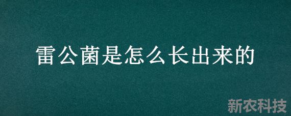 雷公菌是怎么长出来的