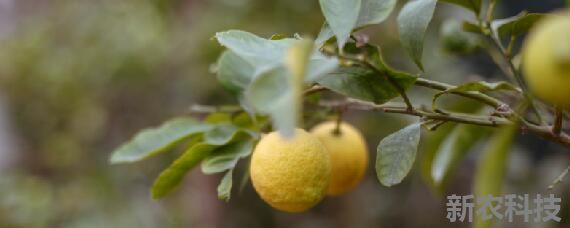 柠檬树开花时怎么授粉 家养柠檬树用授粉吗