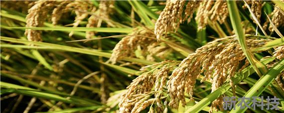 籼稻适宜的种植海拔上限是1600还是1800