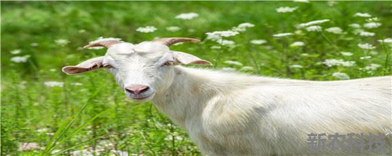 育肥羊一天吃多少精料
