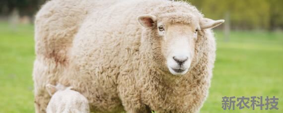 母羊产前瘫痪用什么药 母羊产前瘫痪绝招