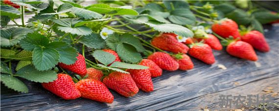 草莓适合什么土壤和水质