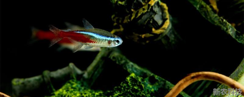 热带鱼红绿灯为什么经常会死?怎么养不容易死