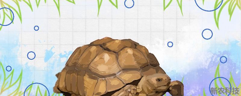 苏卡塔尔陆龟是保护动物吗