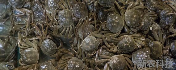 螃蟹养殖需要什么条件