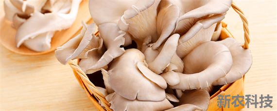 适宜秋冬季接种的平菇类型为中低温型还是中温型