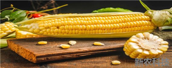 夏玉米生长期是多少天