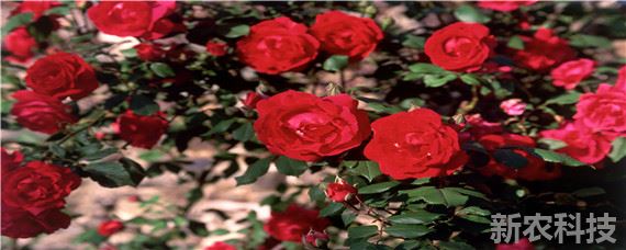 玫瑰花适合什么土壤酸碱度