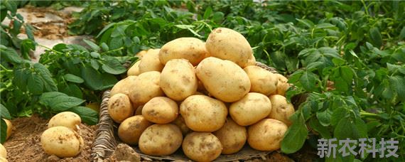 马铃薯适合什么土壤