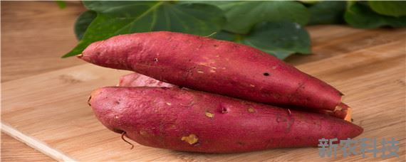 济薯26红薯生长期是多少天