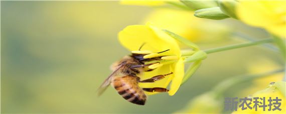 秋繁怎么奖励饲养蜜蜂