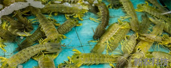皮皮虾繁殖期在几月