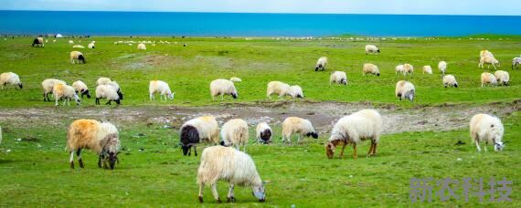 羊的生活特性 野羊的生活特点