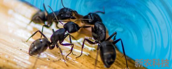 蚂蚁的生活方式及特点 蚂蚁的生活特征简单介绍