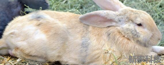 野兔养殖散养场地建设方法