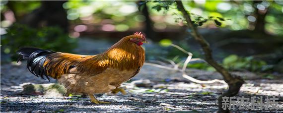 林下养鸡一亩地可以放多少只 散养鸡一亩地可以养多少只