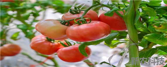 西红柿种植技术与管理