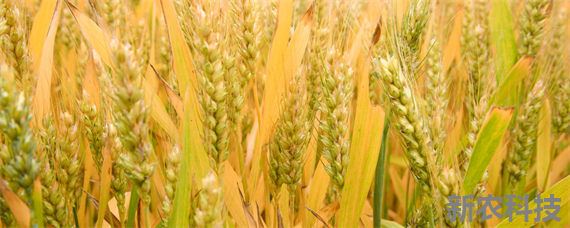 小麦拌种100斤麦用多少水