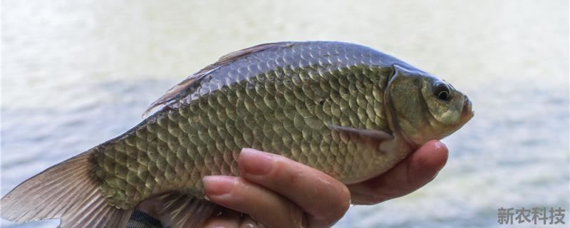 鲫鱼饵料可以自制吗