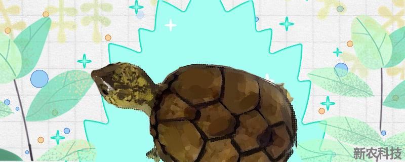 东方泥龟可以冬眠吗