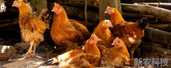 土鸡和饲料鸡的营养区别 吃饲料的鸡与土鸡营养有何不同