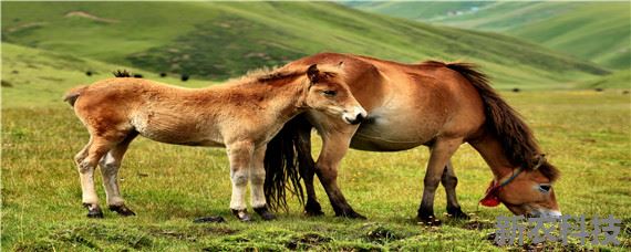 马的生殖功能的特点 马的繁殖能力如何