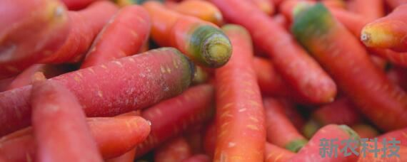 胡萝卜适合什么土壤