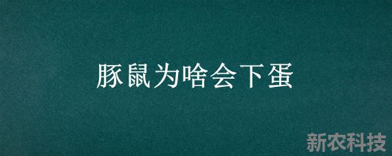 豚鼠为啥会下蛋