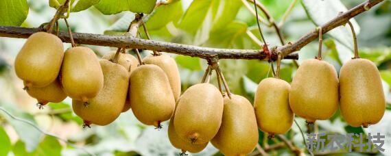 红心猕猴桃的种植技术与栽培技术 猕猴桃树苗种植方法与步骤