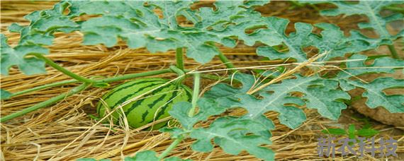 无籽西瓜的种植技术 现在实现无籽西瓜的技术