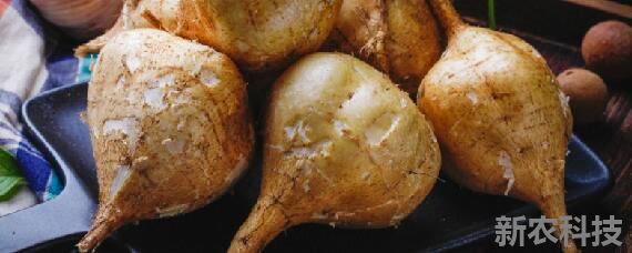 凉薯地瓜适合什么土壤种植 地瓜凉薯什么时候种最合适